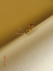 Graphopsocus
