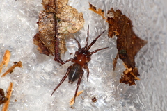 Drassyllus