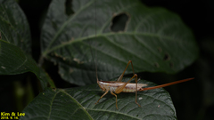 Conocephalus exemptus