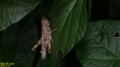 Shirakiacris shirakii