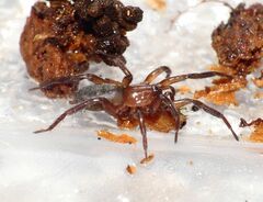 Drassyllus