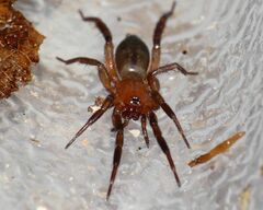 Drassyllus