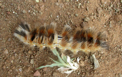 Phiala