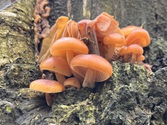 Flammulina