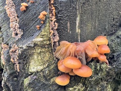 Flammulina