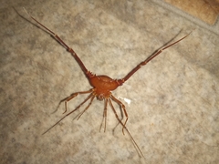 Krateromaspis dilatata