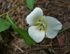 Calochortus apiculatus