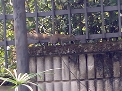 Callosciurus caniceps