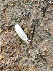 Trichoniscus pygmaeus