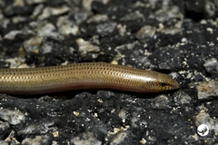 Lerista lineopunctulata