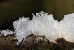 Exidiopsis effusa
