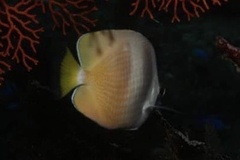 Chaetodon kleinii