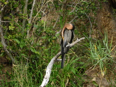 Anhinga rufa rufa
