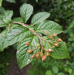 Cotoneaster rehderi