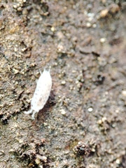 Trichoniscus pygmaeus