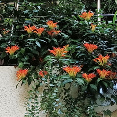 Aeschynanthus speciosus