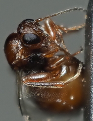 Druon quercuslanigerum fuscum