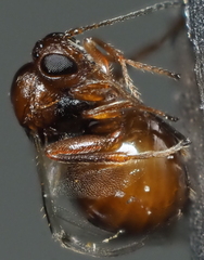 Druon quercuslanigerum fuscum