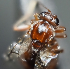 Druon quercuslanigerum fuscum