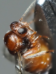 Druon quercuslanigerum fuscum