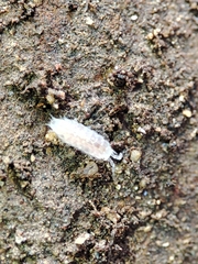 Trichoniscus pygmaeus