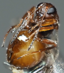 Druon quercuslanigerum fuscum