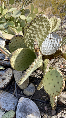 Opuntia rufida