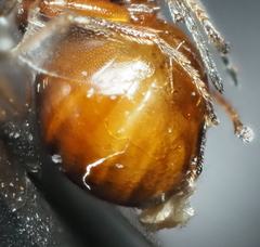 Druon quercuslanigerum fuscum