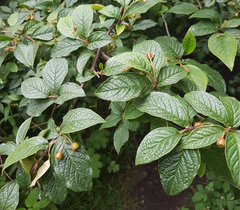 Cotoneaster rehderi