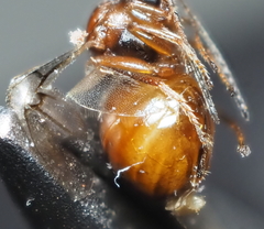 Druon quercuslanigerum fuscum