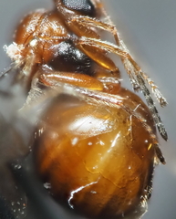 Druon quercuslanigerum fuscum