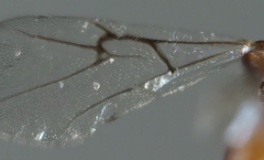 Druon quercuslanigerum fuscum