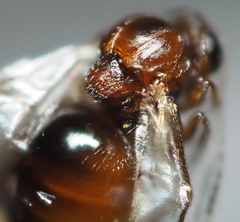 Druon quercuslanigerum fuscum