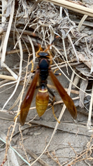 Polistes comanchus