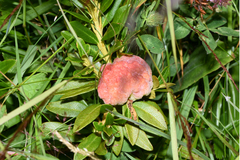 Exobasidium rhododendri