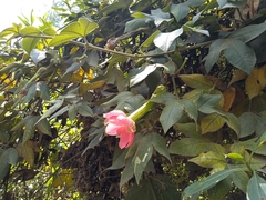 Passiflora mixta