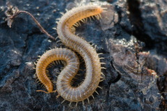 Henia vesuviana