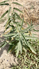 Sphaeralcea angustifolia