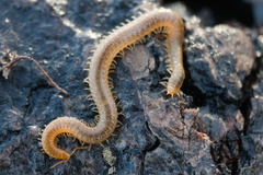 Henia vesuviana