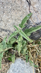 Sphaeralcea angustifolia