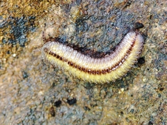 Polyzoniida