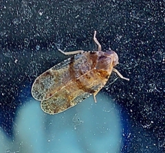Tachycixius pilosus