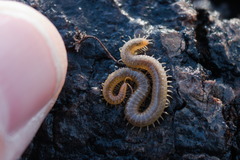 Henia vesuviana