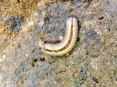 Polyzoniida