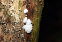 Fuligo septica candida