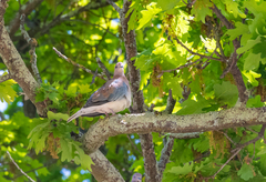 Streptopelia senegalensis senegalensis