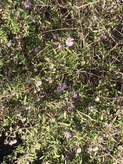 Ampelaster carolinianus