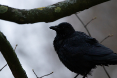 Corvus corone