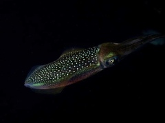 Sepioteuthis lessoniana