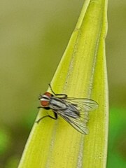 Anthomyia punctipennis